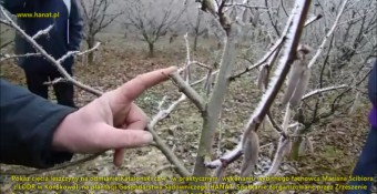 Jak ciąć 8 i 2 letniego Katalońskiego czyli pokaz mistrza Mariana