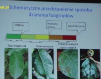 pomoże w uprawie orzecha laskowego?