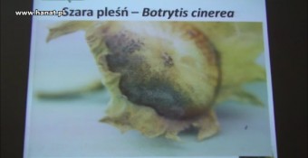 Choroby leszczyny, jak i czym chronić orzechy laskowe - Karolina Felczak