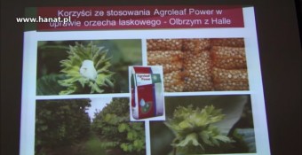 Jak skutecznie nawozić dolistnie orzechy laskowe?