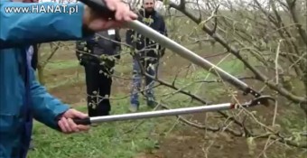 Szkolenie / pokaz. Formowanie koron leszczyny w sadzie orzechowym. 