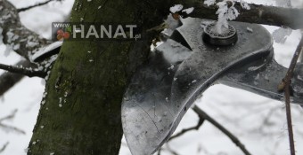 Cięcie leszczyny zimą w sadzie. 15 i 5 letnia plantacja. 