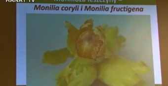 Jak chronić orzechy laskowe - czym i kiedy?