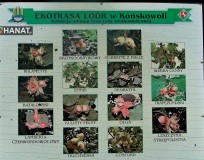 Odmiany orzecha kolekcja LODR Końskowola
