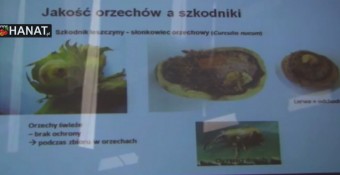 Uprawa leszczyny na wczesny zbiór – dr inż. Bogumił Makuszewski