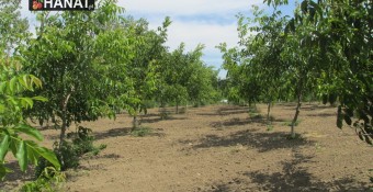 Orzechy włoskie – odmiany, plonowanie, opłacalność