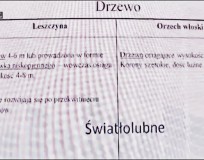 Orzechy uwielbiają światło