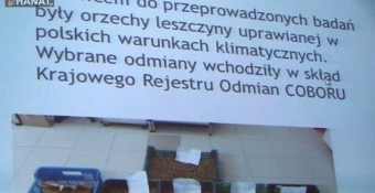 Charakterystyka orzechów laskowych 6 odmian leszczyny uprawianej w Polsce.