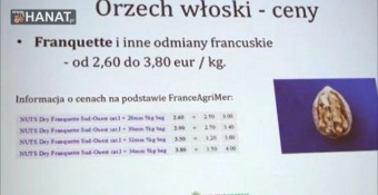 Aktualna sytuacja na rynku orzecha laskowego i włoskiego.