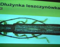 Dłużynka leszczynówka, orzech