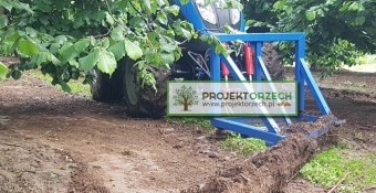 Spycharka, równiarka do ziemi w sadzie leszczynowym