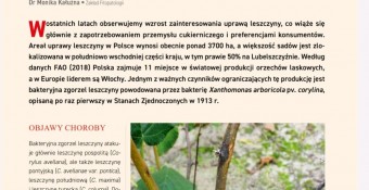 Bakteryjna zgorzel leszczyny